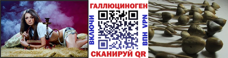 купить закладку  Новочебоксарск  Псилоцибиновые грибы мицелий 